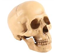 Agmoctz Modele 1: 1 Crane Humain en Resine Enseignement Anatomique Decoration Jaune