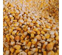 Agrar-Store 25 kg de Maïs Fourragère, Grains, de Pêche, à la Carpe, de Poulet, Dur