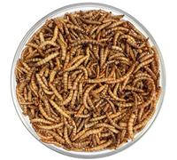 Agrarzone vers de Farine séchés 10 kg - 65 litres Snack Premium à Base d'insectes pour Oiseaux, Poissons, rongeurs, hérissons et Reptiles - Nourriture Riche en protéines pour Oiseaux