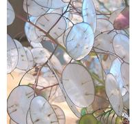 AGROBITS 15 - LUNAIRE graines - Monnaie du Pape