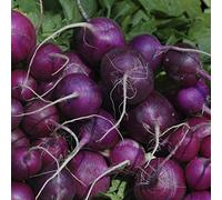 AGROBITS 150 graines: Purple Plum Radis Graines, non ogm, crucifères, tailles Variété, Livraison gratuite