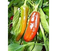 AGROBITS Pepper, Anaheim, Heirloom, 25+ Graines bio, légèrement épicée Grand frais ou secs