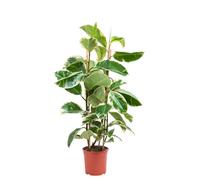 AGRUMES DE MÉDITERRANÉE-Plante verte ficus elastica tineke coloris vert - diamètre 20 cm