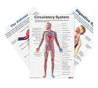 Ahuuen Poster Système Musculaire Planche Anatomique Complète | 16 Pièces Affiches Nerveuses Planche Anatomique pour Soins Infirmiers, Laboratoire D'Anatomie et Formation Hospitalière