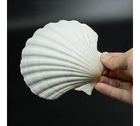 AIBEIYI Baking Sea Shells Grands coquillages de mer Blanc naturel 10,2 à 12,7 cm