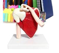 Aide à l'apprentissage anatomique en PVC modèle épaule | Modèle d'anatomie musculaire pour entraînement - Scène de démonstration pour enseignant, fille, femme, garçon, fille
