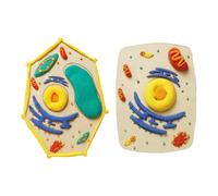 Aide pédagogique interactive en biologie, modèle de cellules animales végétales, ensemble artisanal, texture en bois conviviale, adaptée projets de fournitures pédagogiques de laboratoire de
