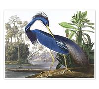 Aigrette tricolore Poster de John James Audubon 18 x 13 cm Tableaux Décoration murale