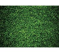 AIIKES 7x5FT Feuilles Vertes Toile de Fond pour la Photographie Printemps Herbe Photo Fond Baby Shower Anniversaire Décors Parti Décor À L'extérieur Thème De Mariage Photo Booth Studio Props 11-558