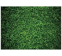 AIIKES 8x6FT Feuilles Vertes Toile de Fond pour la Photographie Printemps Herbe Photo Fond Baby Shower Anniversaire Décors Parti Décor À L'extérieur Thème De Mariage Photo Booth Studio Props 11-558