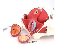 AIJILI Modèle Anatomique du Plancher Pelvien Féminin Modèle Anatomique Médical Cadeau Gynécologie Et Muscles Amovibles Organes Pubiens Anatomie du Plancher Pelvien