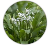 Ail des ours semences - 30 graines - Ail des bois - Plantes vivaces - Ail sauvage - Allium Ursinum