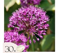 Ail - Set de 30 - Allium 'Purple Sensation' - Bulbes à fleurs - Violet