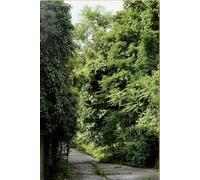 Ailanthus Altissima - Une Monographie Située De L'ailante