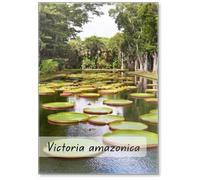 Aimant de réfrigérateur The Lake in Park avec Victoria Amazonica, Victoria Regia