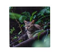 Aimant Frigo Céramique Carré - Chat Européen Gray Tabby dans Les Bois - Format 5x5cm Magnet Décoratif Souvenir pour Réfrigérateur et Tableau Magnétique Imprimé en France