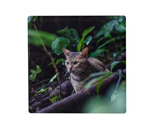 Aimant Frigo Céramique Carré - Chat Européen Gray Tabby dans Les Bois - Format 5x5cm Magnet Décoratif Souvenir pour Réfrigérateur et Tableau Magnétique Imprimé en France