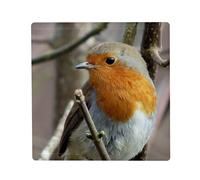 Aimant Frigo Céramique Carré - Gros Plan de Rouge-Gorge sur Une Branche - Format 5x5cm Magnet Décoratif Souvenir pour Réfrigérateur et Tableau Magnétique Imprimé en France