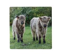 Aimant Frigo Céramique Carré - Veaux Poilus et Mignons au Pâturage Animaux de la Ferme - Format 5x5cm Magnet Décoratif Souvenir pour Réfrigérateur et Tableau Magnétique Imprimé en France