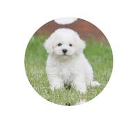 Aimants de réfrigérateur ronds magnétiques en forme de chien bichon frisé, motifs adorables, parfaits pour une décoration d'intérieur personnalisée