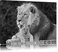 aimer lionceau câlins avec petit noir / blanc sur toile, énorme XXL photos complètement encadrée avec civière, impression d'art sur ??la photo murale avec cadre, moins cher que la peinture ou une peinture à l'huile, pas une affiche ou une bannière