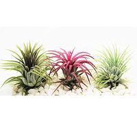 Air Plants Tillandsia X 3 - Ionantha Rouge, Vert & Rubra - Plante vivante pour terrarium vivarium Bureau Décoration Plante