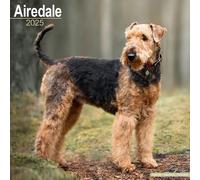 Airedale Terrier 2025 - 16-Monatskalender