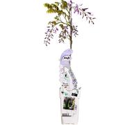 Airelle odorante de Chine - Wisteria sinensis Caroline - Ø15cm - ↕65cm