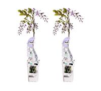 Airelle odorante de Chine - Wisteria sinensis 'Caroline' - ↨65cm - Ø15cm - 2 pièces