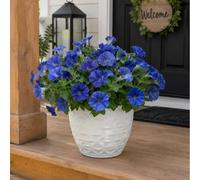 Aisamco 6 Liseron Soie Extérieur UV Résistant | Gloire du matin, Eucalyptus, Maison jardinière, Véranda terrasse jardin, Fleurs fausses, Bleu