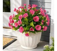 Aisamco 6 Liseron Soie Extérieur UV Résistant | Gloire du matin, Eucalyptus, Maison jardinière, Véranda terrasse jardin, Fleurs fausses, Rouge