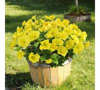 Aisamco 6 Liseron Soie Extérieur UV Résistant | Gloire du matin, Eucalyptus, Maison jardinière, Véranda terrasse jardin, Fleurs fausses, Jaune