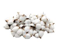Aisamco Cotton Bolls 30 pièces Couleur Naturelle Boules de Coton séchées Choix de Branche de Coton Blanc Parfait pour Les couronnes Artisanat Maison Cadeau décorations de Style Ferme
