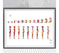 AIVYNA Affiche D'Art Mural Stade De La Grossesse Aquarelle DéVeloppement FœTal âGe Gestationnel Gravure ObstéTrique GynéCologie Decoration Art Sans Cadre