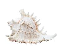 AIXILAN Coquillages naturels de Plage, différentes Tailles, Grande Coquille de conque, Escargot, milliers d'escargots, Coquillage de Corail, Turban d'escargot Naturel, Cadeaux à la Main(19-21cm)