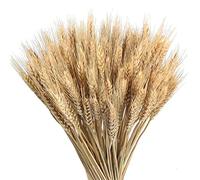 AIXING Blé Séché Déco Naturel - 100/200 Bouquet De Fleurs Séchées Naturelles 45 C - Blé Seche Naturel Tige De Blé Decoration pour Balcon Maison Composition De Table Florale Décoration De ariage