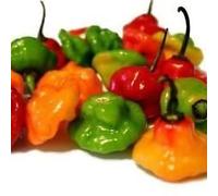 Ajicito, Aji Dulce, Aji Gustoso, Cachucha Puerto Rican Sweet Pepper 100 seeds