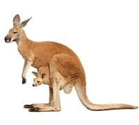 Akachafactory Autocollant Sticker Voiture Moto Animal Animaux 2 Kangourou Australie Enfant