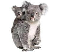 Akachafactory Autocollant Sticker Voiture Moto Animal Animaux 2 Koala Bebe Australie Enfant