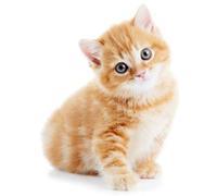 Akachafactory Autocollant Sticker Voiture Moto Animal Animaux Bebe Chat Chaton Roux Enfant