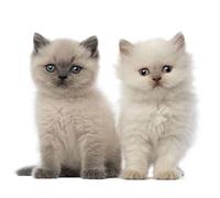 Akachafactory Autocollant Sticker Voiture Moto Deco 2 Bebe Chat Chaton Enfant Animal Animaux