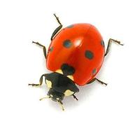 Akachafactory Autocollant Sticker Voiture Moto Deco Animal Animaux Coccinelle Insecte Enfant