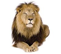 Akachafactory Autocollant Sticker Voiture Moto Deco Animal Animaux Lion Jungle Enfant