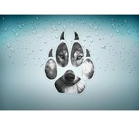 Akachafactory Autocollant Sticker Voiture Moto Tuning Loup Wolf Biker tte de Patte Image r1