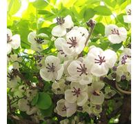 Akebia cinq feuilles Alba 1L - La plante s'enroule étroitement autour des sup