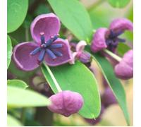 Akebie quinata Rosea, Akebia
