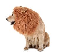 AKLOSIPY Costume de Crinière de Chien, Couvre-tête avec Queue pour Halloween, Spectacle de Noël, Amusant et Confortable.