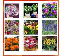 Akozon graines de gardénia pour la plantation 50pcs graines de gardénia parfumées graines de fleurs de jasmin du jardin essence