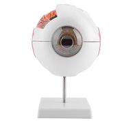 Akozon Modèle d'anatomie de globes oculaires Grossissement 6X Modèle de globes oculaires de l'œil humain amovible pour l'enseignement de l'anatomie