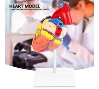 Akozon Modèle de Cœur Humain Anatomique Grandeur Nature avec Base - Modèle Cardiaque Médical 1: 1 pour l'étude Anatomique et l'éducation des Patients - 2 Parties, Matériau PVC